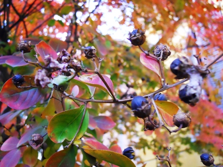 Lagerstroemia indica